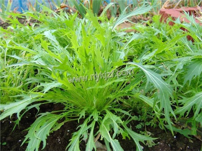 野菜京水菜种子销售
